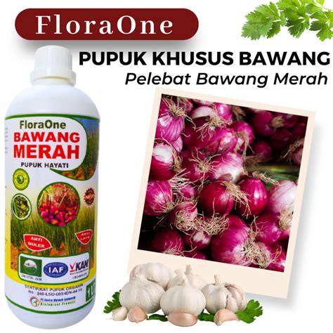 Pucuk Bawang Merah Kuning